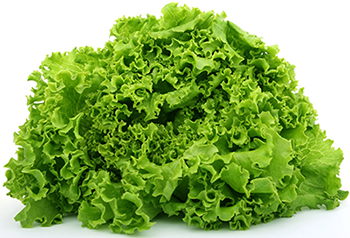  Master Salad 
